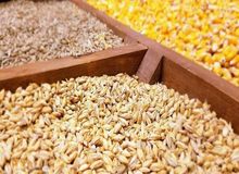 واردات ۱۸ میلیون تن نهاده در سال گذشته
