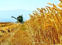 خرید تضمینی گندم با پرداخت علی‌الحسابی