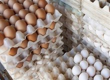 تاثیر غیرمنتظره مصرف تخم‌مرغ بر بدن/ مصرف چند عدد تخم‌مرغ در هفته بی‌خطر است؟