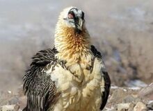 مشاهده دوباره پرنده هما؛ این بار در خراسان جنوبی