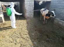 شناسایی ۹ فرد مبتلا به بیماری تب کریمه کنگو در کشور/ یک نفر درگذشت