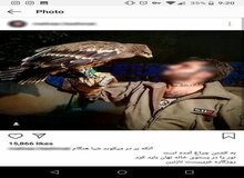 فروش عقاب به عنوان حیوان خانگی در فضای مجازی 
