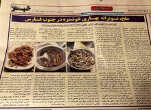 خرید و فروش پر رونق ملخ در جنوب/ بازار حشره در اروپا، حاشیه خلیج‌فارس، عراق و ارمنستان داغ است
