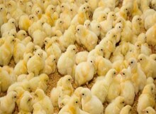 جوجه یک روزه کمیاب و گران شد/ هشدار درباره افزایش  ۲ برابری قیمت مرغ