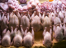 هر کیلو غاز و خروس محلی چند؟