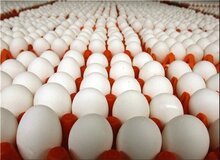 تخم‌مرغ کیلویی ۵۶ هزار تومان شد