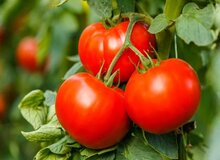  سه روش مهم و کاربردی برای فریز کردن گوجه فرنگی