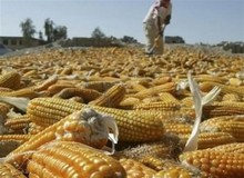 ۱۴۰هزار تن ذرت آلوده وارداتی در انبارهای خوزستان است
