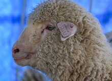 اولین گوسفند ویرایش ژنتیکی‌شده هند یک‌ساله شد