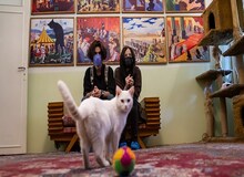 موزه گربه دوباره پلمب شد