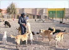 سگ گردانی در خمین ممنوع شد