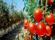 راهنمای خرید و فروش انواع بذر صیفی جات