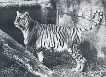 ۶۵ سال از غرش آخرین ببر مازندران گذشت 