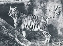 ۶۵ سال از غرش آخرین ببر مازندران گذشت 