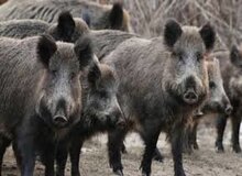 کشتار دسته جمعی گرازها با سیم برق لخت در رشت