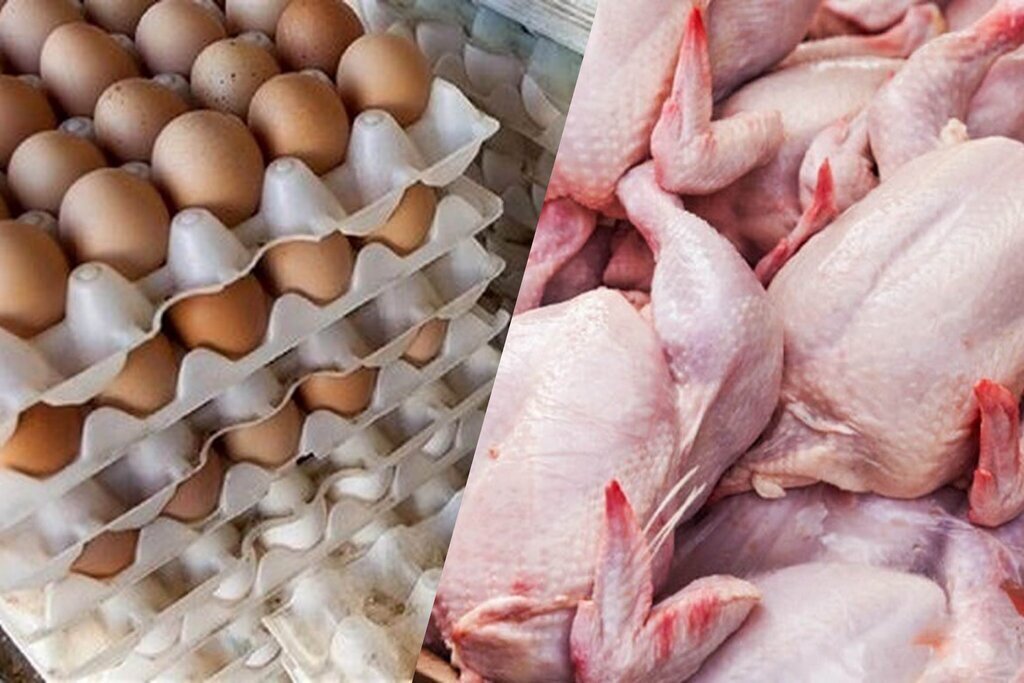 نبی پور، رئیس هیات‌مدیره اتحادیه مرغ تخم‌گذار:  قیمت مرغ و تخم‌مرغ سال آینده افزایش چشمگیر پیدا می کند/ به دلیل افزایش قیمت مصرف مرغ و تخم مرغ کمتر شده/ ابراهیمی، مدیرعامل اتحادیه مرغداران گوشتی: جنگ ایران و اسرائیل قیمت مرغ را افزایش داد
