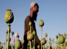 آمریکا: کشت خشخاش در افغانستان افزایش یافته است