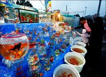 درخواست "زالی" از "حناچی" برای ممنوعیت فروش ماهی قرمز ویژه نوروز در تهران
