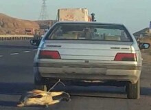 حیوان آزار نصیر شهر دستگیر شد