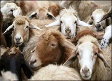 توصیه های وزارت بهداشت درباره ذبح دام در آستانه عید قربان