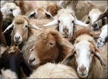 توصیه های وزارت بهداشت درباره ذبح دام در آستانه عید قربان