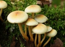 افزایش ۵۱ درصدی مسمومیت با قارچ های سمی/ یک کشته و ۱۴۲ مسموم در سال جاری