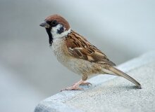 ایران بیش از ۱۰ گونه گنجشک دارد