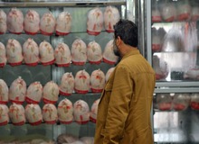 مبادله کالا برای خرید گوشت و مرغ/ فروشگاه‌های پایین شهر قصد تغییر شغل دارند