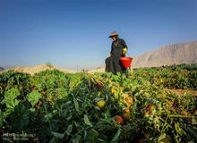 معصومه ابتکار خبر داد؛ اختصاص ۴۲ درصد از تسهیلات روستایی کارآفرینی به زنان