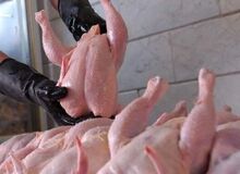 واکنش سازمان دامپزشکی به خبر مرغ‌های تریاکی