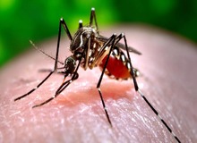 نکات بهداشتی پیش از سفر به کشوری اروپایی که در آن تب دنگی شایع است