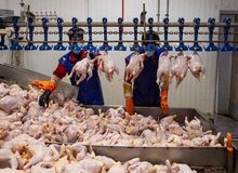 سقف قیمت فروش گوشت مرغ تعیین شد/ جزییات