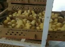 شدیدترین برخوردها در انتظار جوجه‌کُش‌ها / اخطار به واحدهای تولید جوجه در تهران
