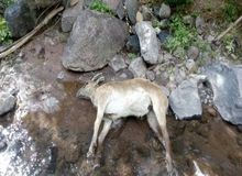 طاعون نشخوارکنندگان به تهران رسید؟