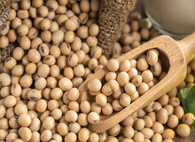 سویا سرطان زاست؟