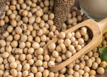 سویا سرطان زاست؟