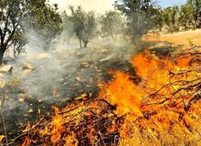 بروز آتش‌سوزی در غرب منطقه حفاظت‌شده سالوک