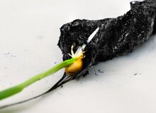 انقلاب در کشاورزی با خاک برق‌دار سوئدی