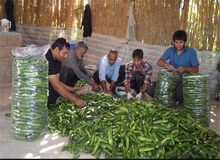 افزایش ۵۰ درصدی قیمت خیار در تابستان امسال