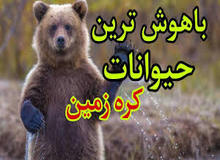 ۱۰ گونه جانوری باهوش ترین حیوانات روی زمین هستند