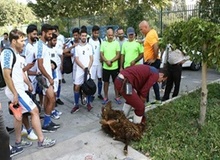 راه حل بازگشت استقلال به اوج مشخص شد؛ کشتن گوسفند!