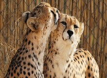 ایران و فیروز در انتظار بچه‌دار شدن؛ امیدها به نجات یوز ایرانی زنده شد/ عکس