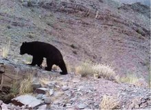 مشاهده خرس سیاه آسیایی در ارتفاعات دهکهان کهنوج+فیلم 