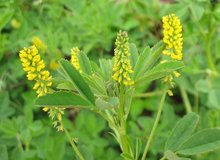 خواص یونجه زرد؛ گیاهی سنتی با پتانسیل مهار آنزیم کلیدی آلزایمر