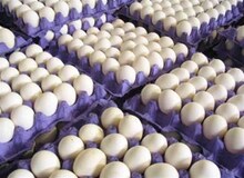 افزایش ۳۰ هزار تومانی قیمت هر شانه تخم مرغ