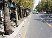 سقوط درخت بر روی موتورسیکلت سوار در خیابان ولی‌عصر(عج)/ بابایی: شهروندان هشدار داده بودند اما شهرداری توجه نکرد