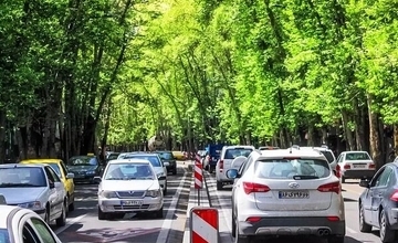 درختان از افراد در برابر افسردگی محافظت می کنند
