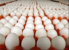 واردات 20 هزار تن تخم مرغ برای تنظیم بازار