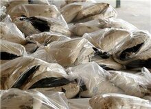 تبلیغات گسترده فروشندگان مواد مخدر: تریاک مانع ابتلا به بیماری کرونا میشود!