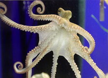 ده حیوان باهوش روی زمین را بشناسید  +عکس